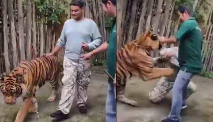 Tiger Attack Viral Video