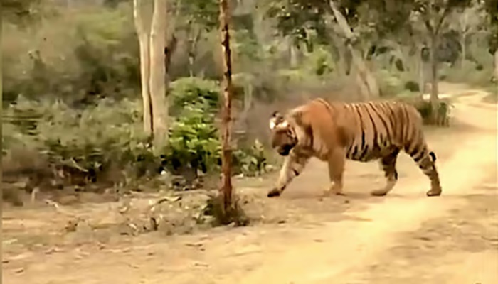 Hercules Tiger Viral Video