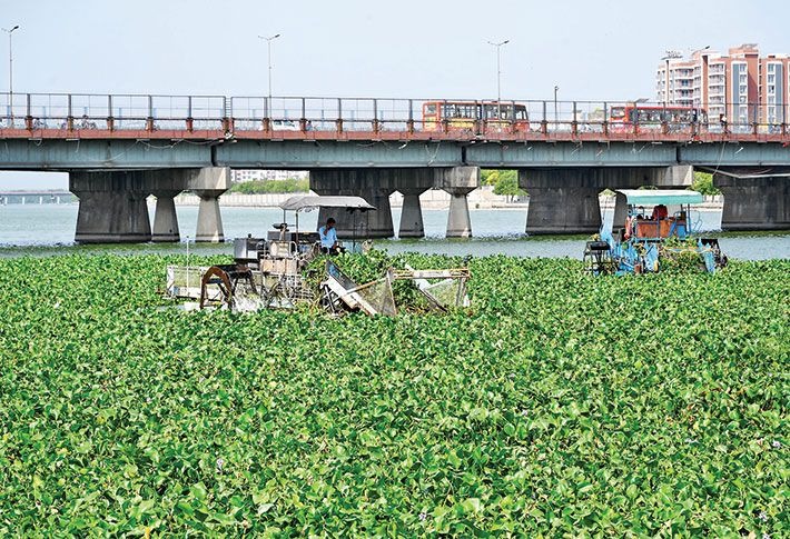 sabarmati Jail Yatra -hyacinth