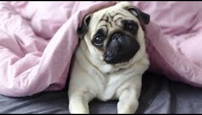 BMC has issued new rules regarding keeping a pet dog