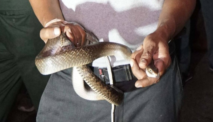 Maharashtra Government Snake Rescuers Benefits