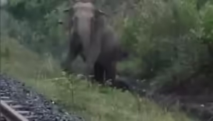 Train halted for over two hours as pregnant elephant delivers calf on the tracks