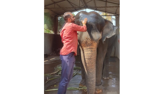 female elephant named Madhuri