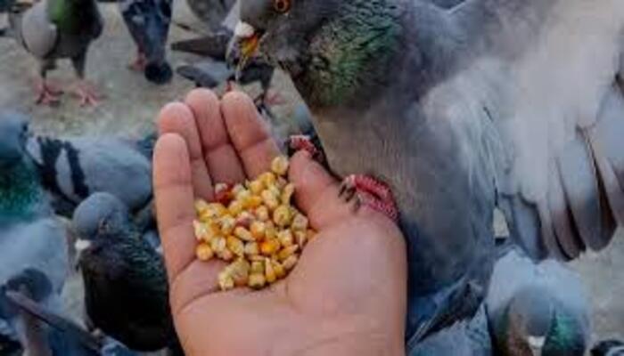 pigeon food provide