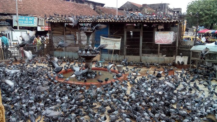 Even pigeons are Mumbaikars – a strange claim by PETA