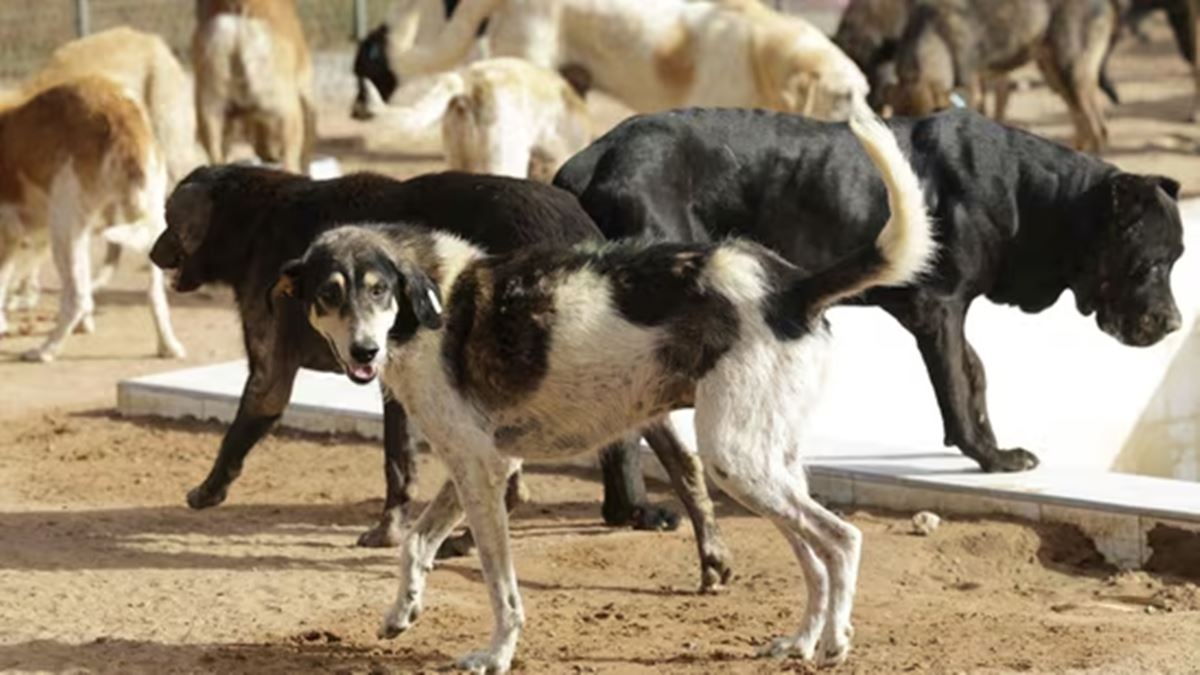 Delhi NCR Stray Dogs Case