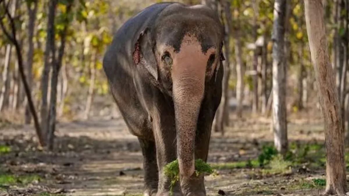 Elephant Rehabilitation Centre in Kolhapur