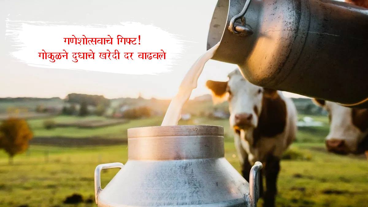 Gokul Milk Price: बाप्पा पावला! गोकुळ दूध संघाचा मोठा निर्णय; गाय आणि म्हैस दुधाच्या खरेदी दरात वाढ