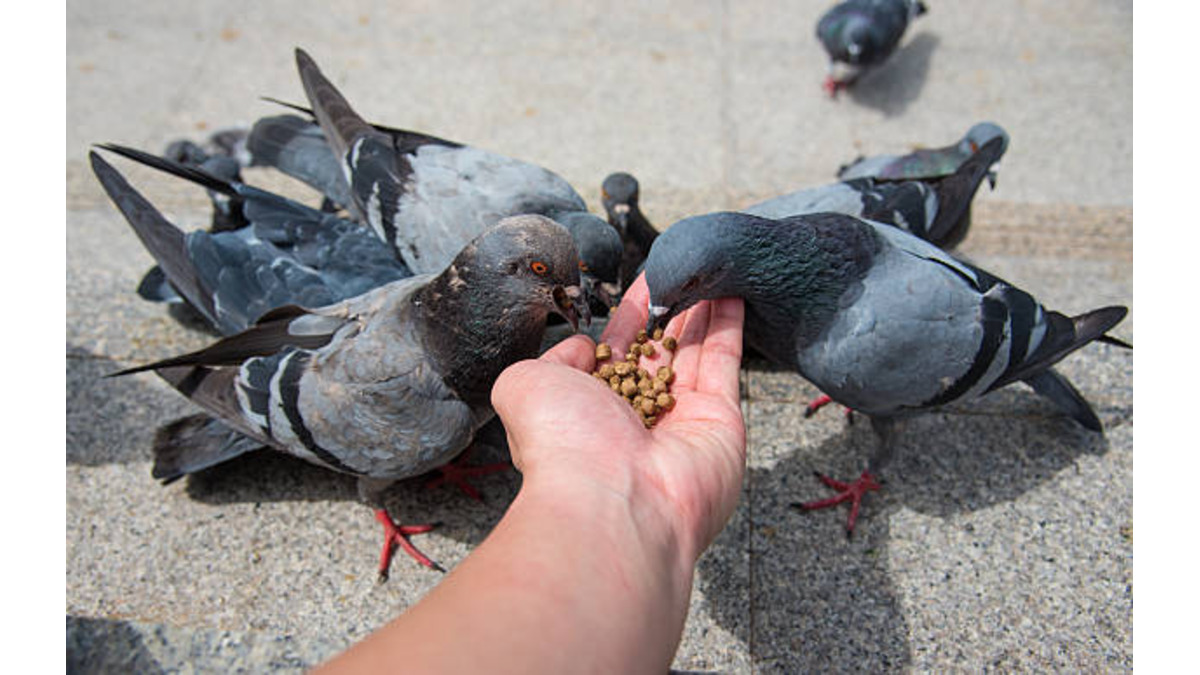 Feeding Pigeons
