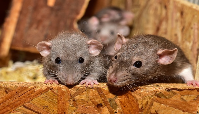 Rats infest Nanded's government rural hospital
