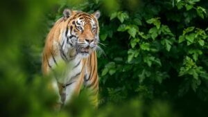 Maharashtra Tiger Migration