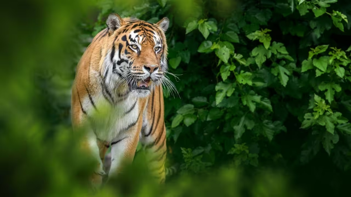 Maharashtra Tiger Migration