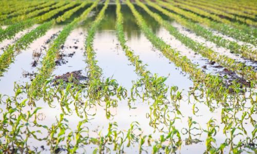 Crop Damage in Maharashtra