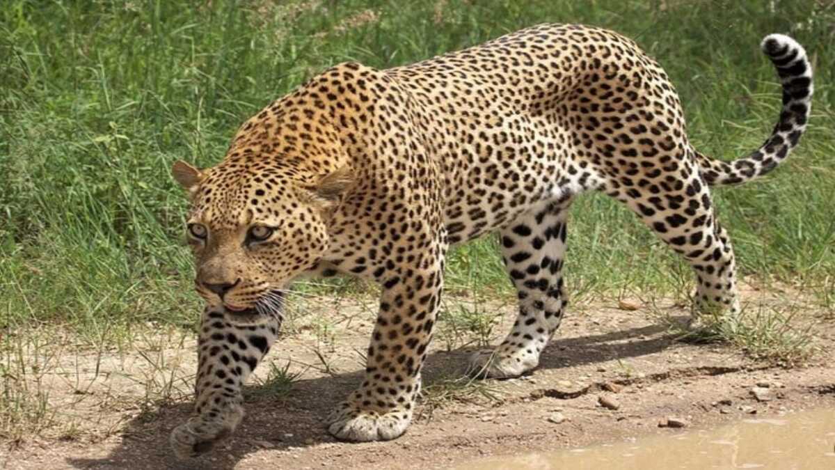 AI leopard