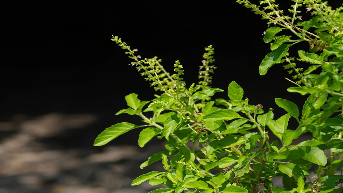 Seeds of Tulsi