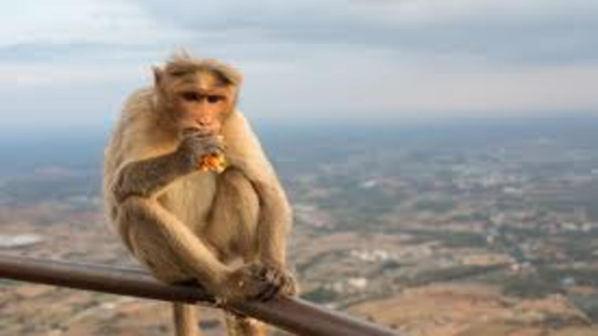Monkey Viral Video