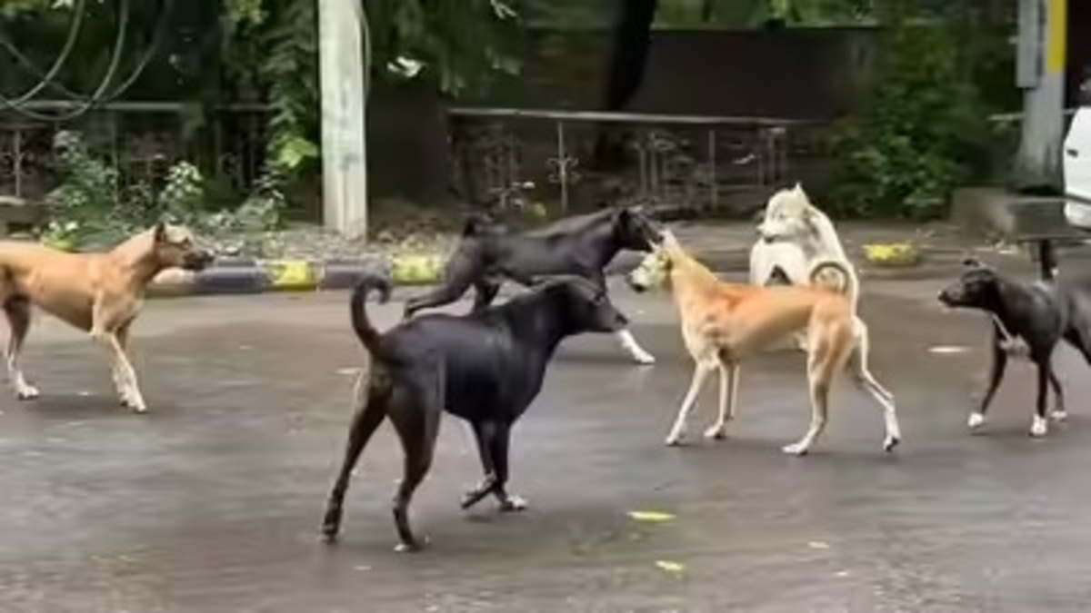 SC Slams States on Stray Dogs