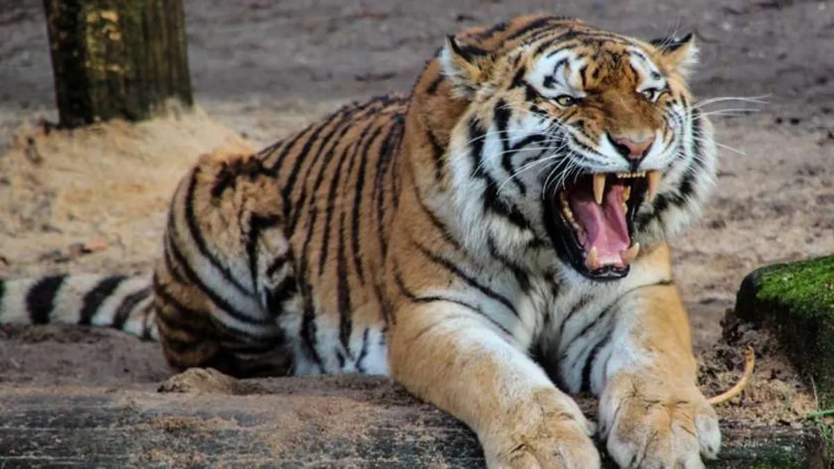 Royal Bengal Tiger