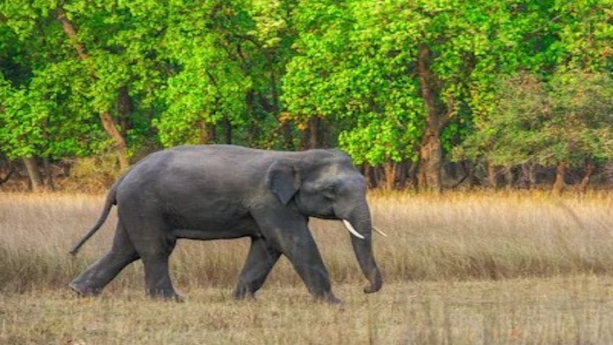 Omkar Elephant