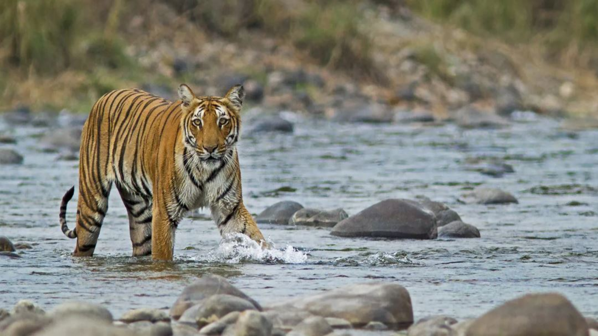 Corbett Tiger 