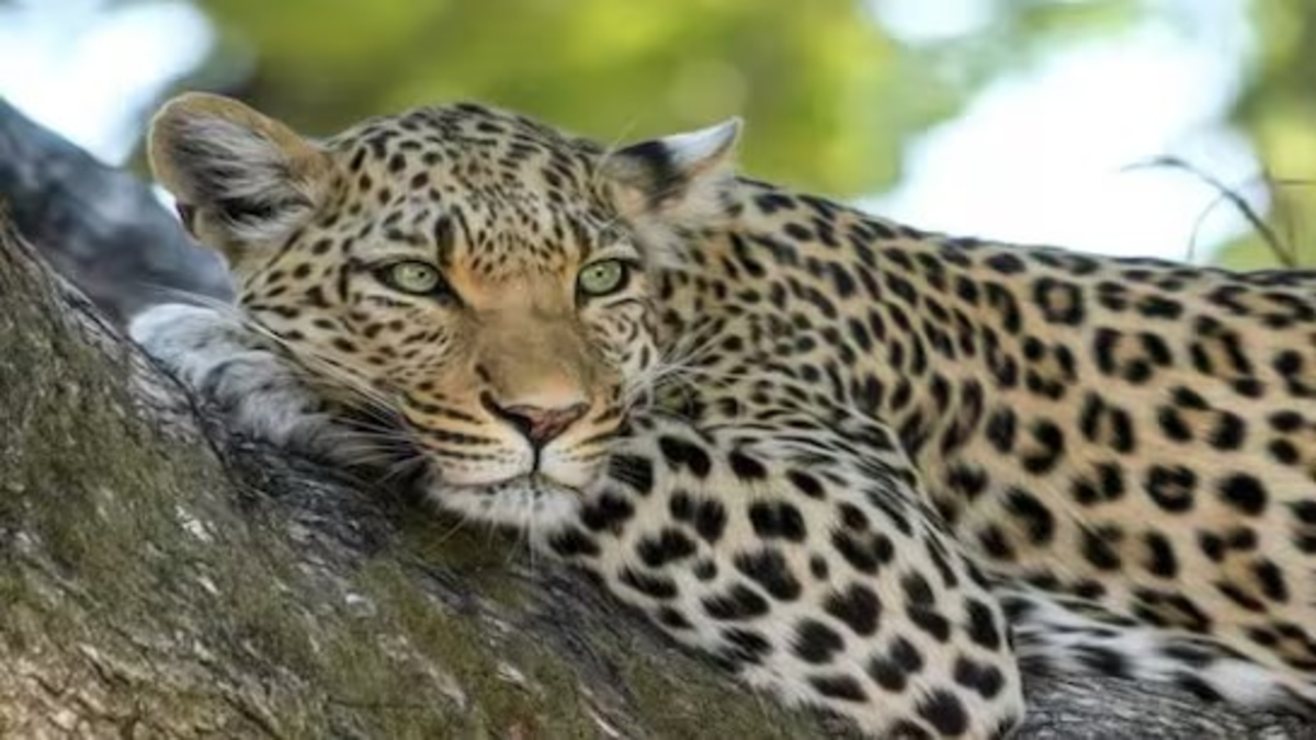 Pune to Get 4 New Leopard Forests