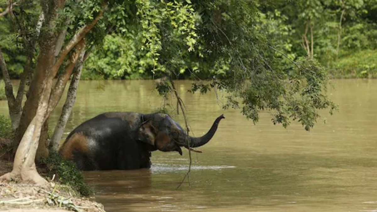 Omkar Elephant