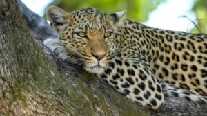 Leopard Attack : बिबट्यांच्या हल्ल्यांवर वनमंत्र्यांचा अजब-गजब उपाय; ₹1 कोटींच्या शेळ्या जंगलात सोडणार