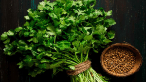 Fresh Coriander