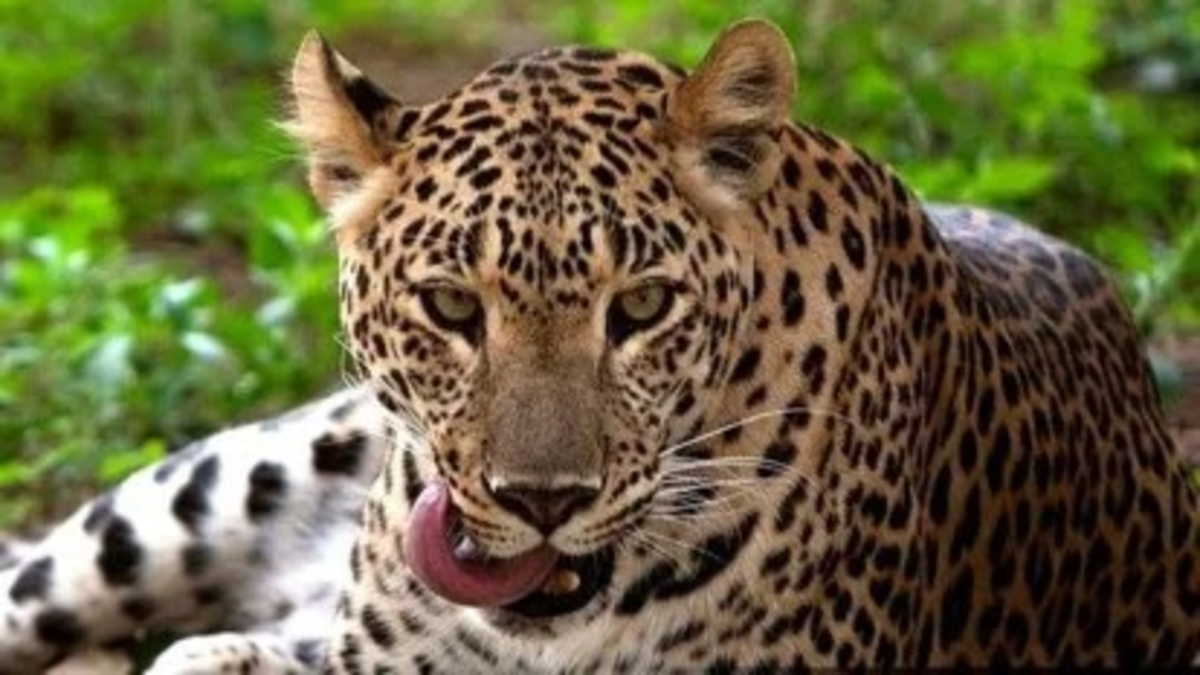 Maharashtra Leopard